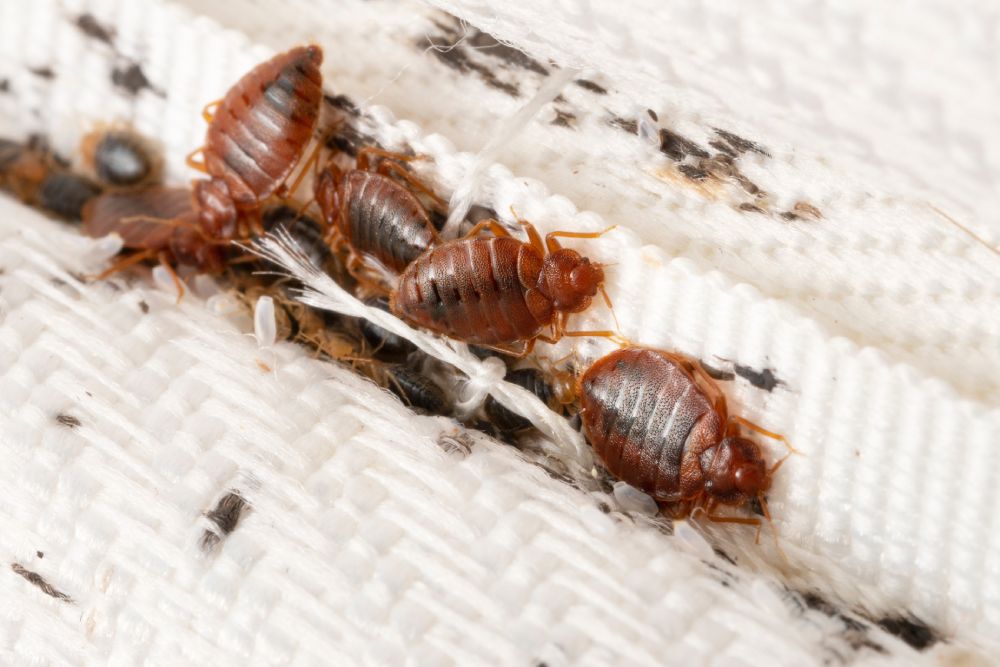 Bedbugs colony on the matress close up