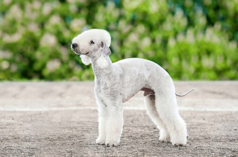 Bedlington terrier dog standing outdoor