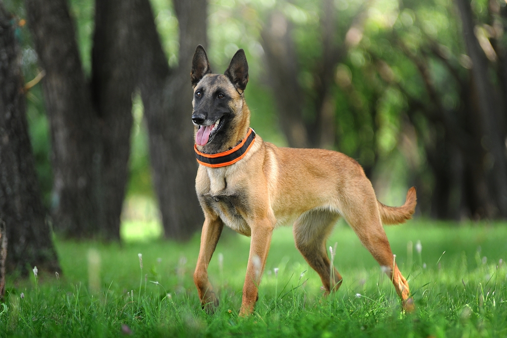 Belgian Shepherd Malinois dog stands in the grass in the forest