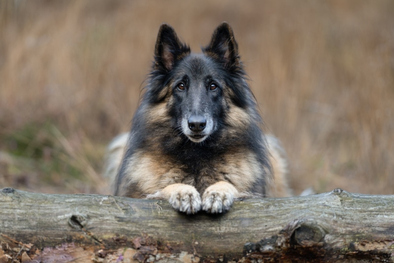 Belgian Tervuren dog leaning on a log in the forest