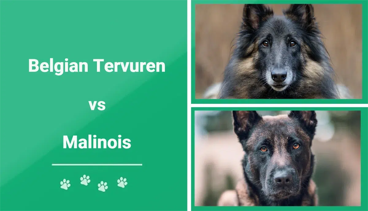 Belgian Tervuren vs Malinois: Differences Explained (With Pictures ...