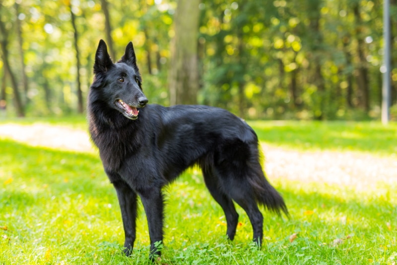 Belgian-sheepdog-standing-in-the-grass