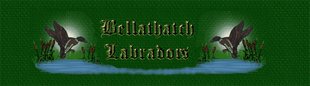 Bellathatch Labradors
