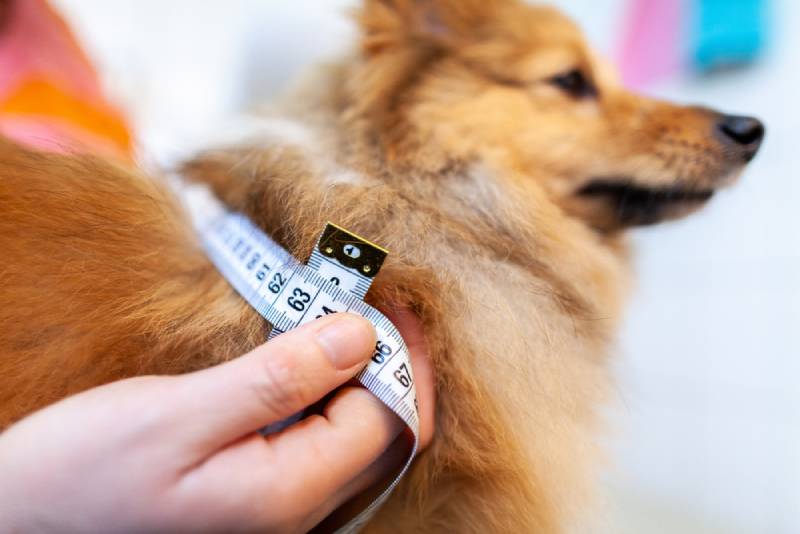 Belly circumference is measured with a tape measure on a dog