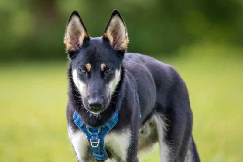 Belusky dog standing outdoors