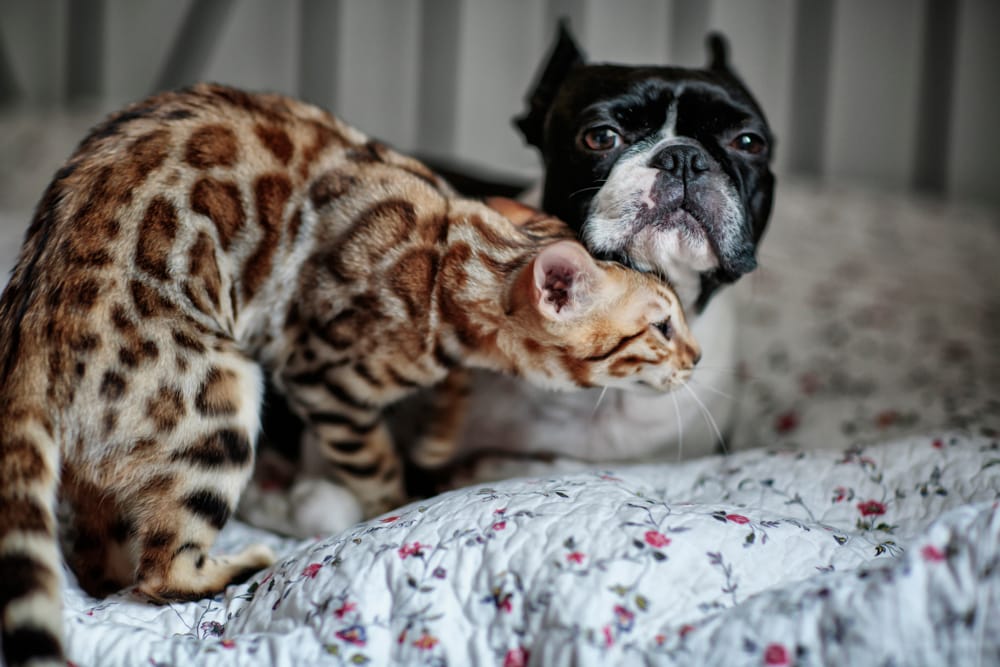 Bengal cat with a Boston Terrier