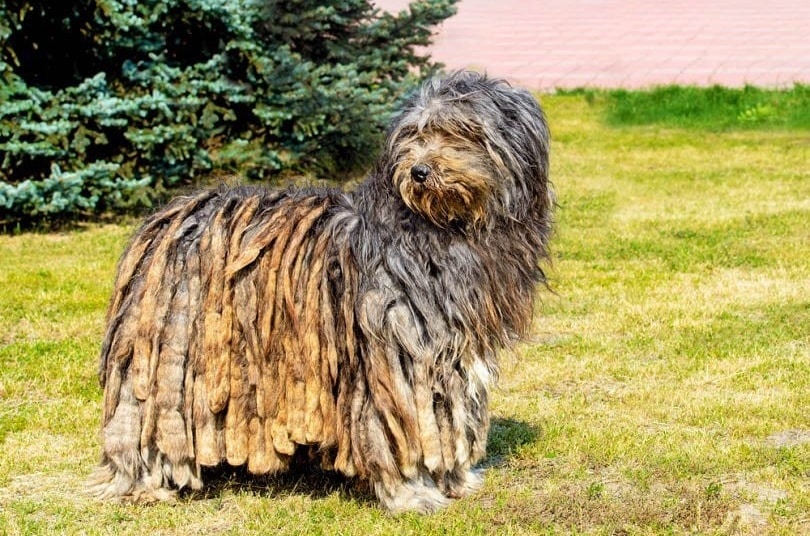 Bergamasco Sheepdog