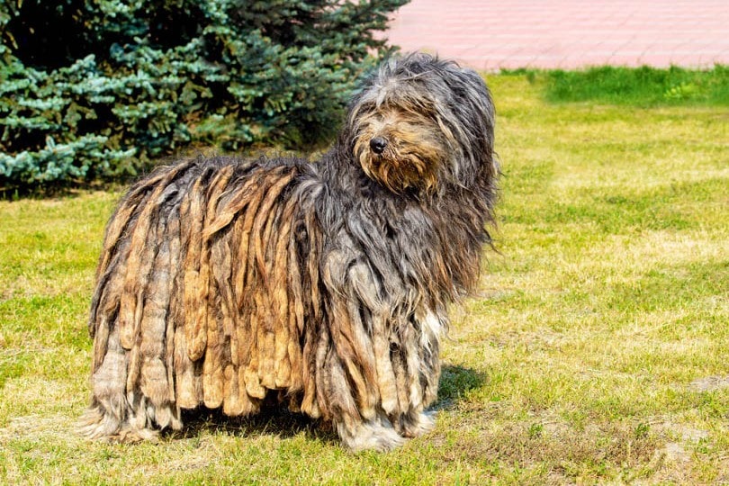 Bergamasco Sheepdog