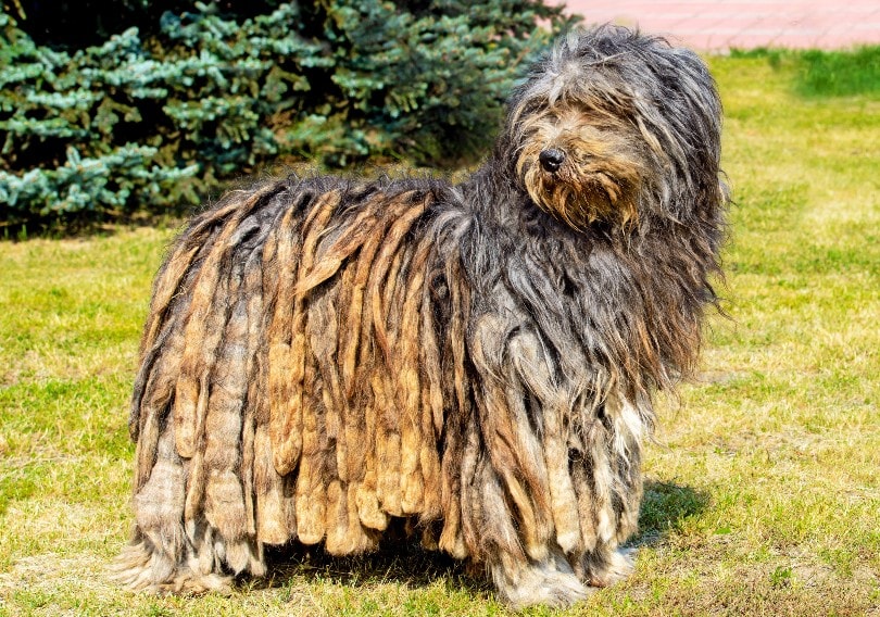 Bergamasco Shepherd