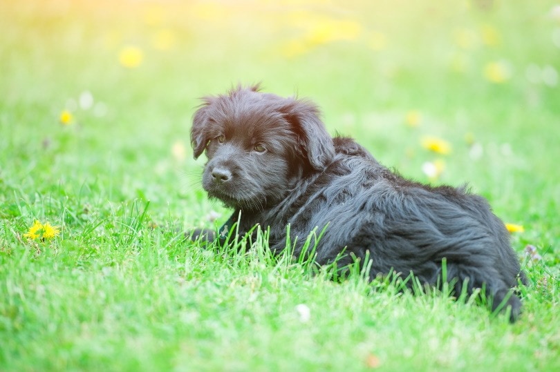 Bergamasco puppy