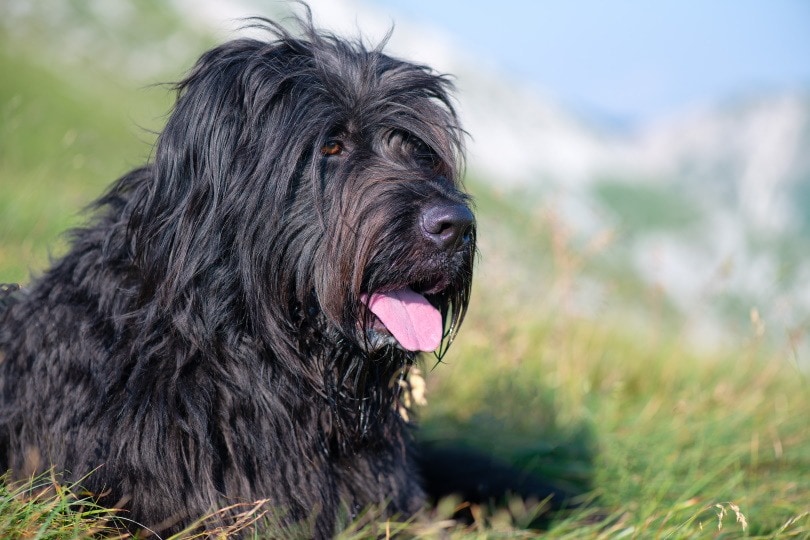 Bergamasco sheepdog_michelangeloop_Shutterstock