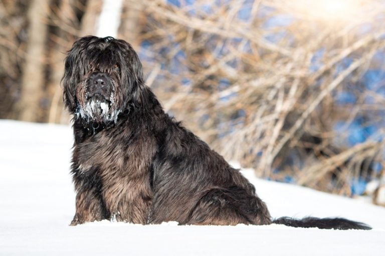 Bergamasco