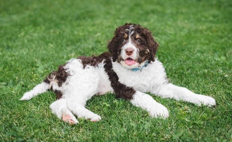 Bernedoodle