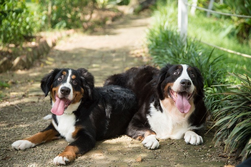 Bernese Golden Mountain Dog