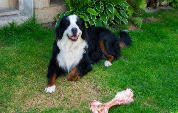 Bernese-Mountain-Dog-on-the-grass-with-a-bone-