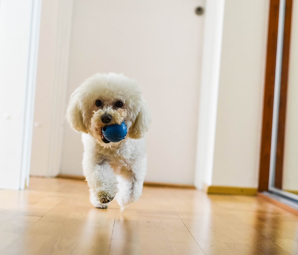Bichon Frise bringing his toy to his owner