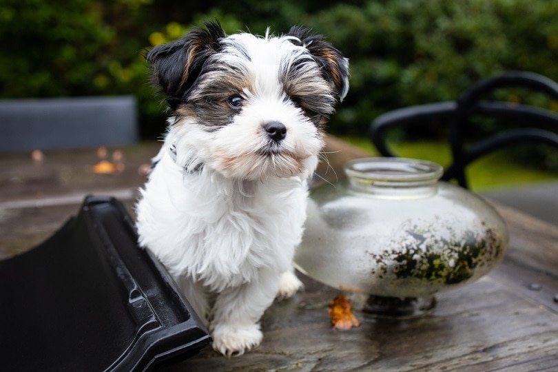 Biewer-Yorkshire-Terrier-Dog-puppy_Angeline-Dobber_shutterstock