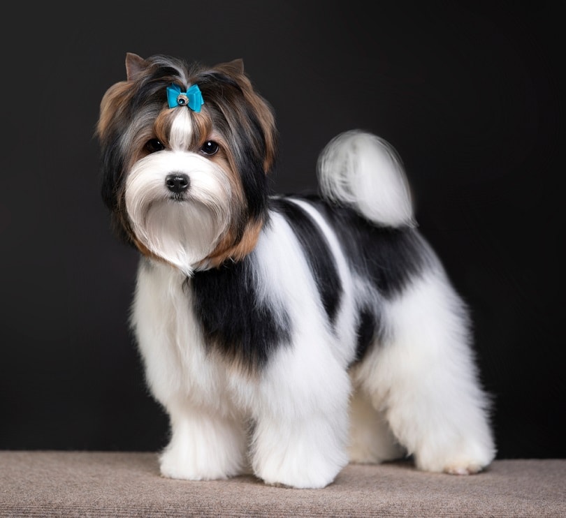 Biewer-Yorkshire-Terrier_Liliya-Kulianionak_shutterstock