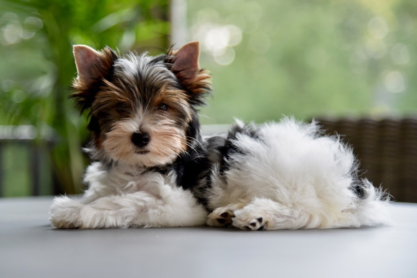 Biewer terrier