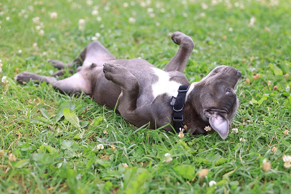 Big Brown Dog Rolling in Grass