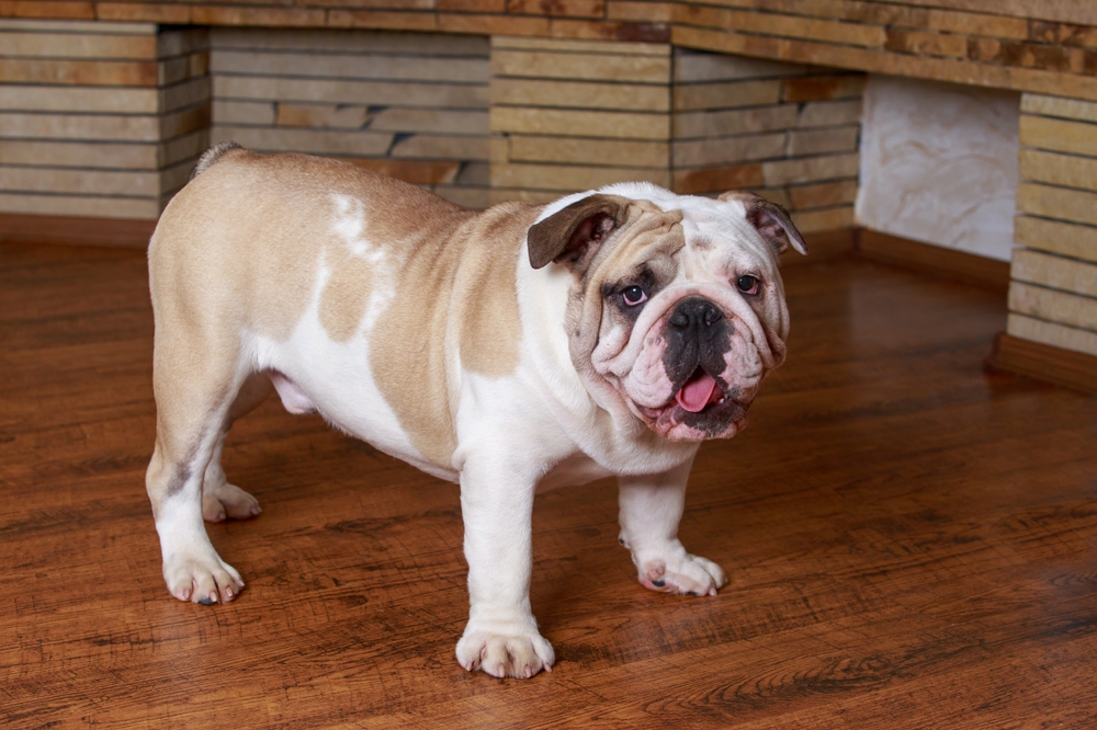 Big English Bulldog in the room close up