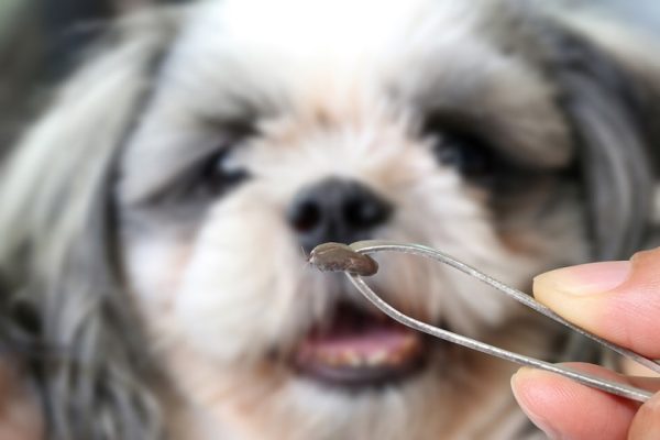 Big-Tick-of-a-dog_Stock2468_shutterstock