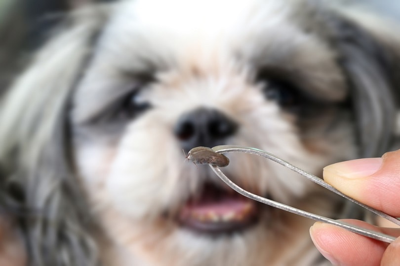 Big-Tick-of-a-dog_Stock2468_shutterstock