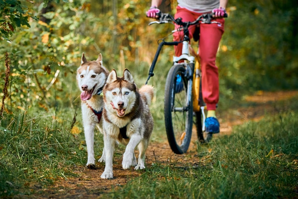 Bikejoring with Husky dogs