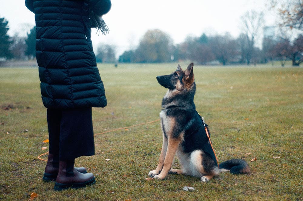 Bird dog training in the field