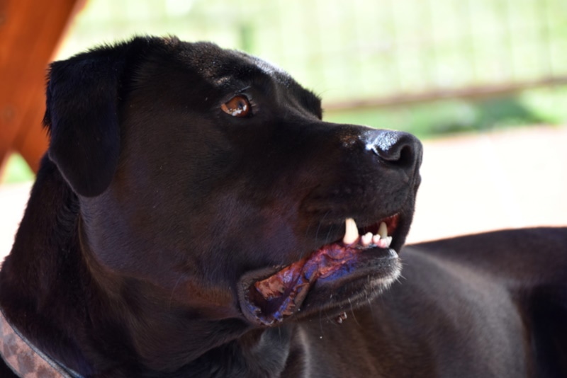 Black American bulldog Labrador mix lying down