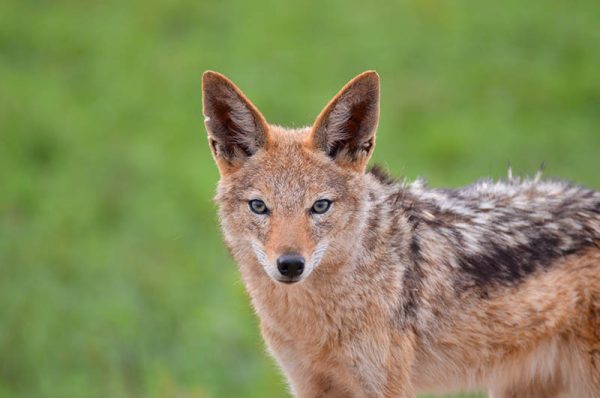 Black Backed Jackal staring towards the camera