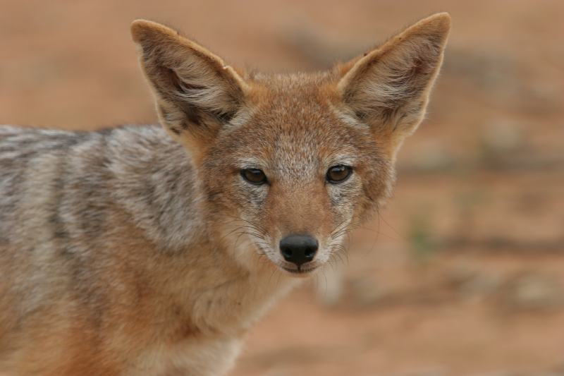 Black Backed Jackal