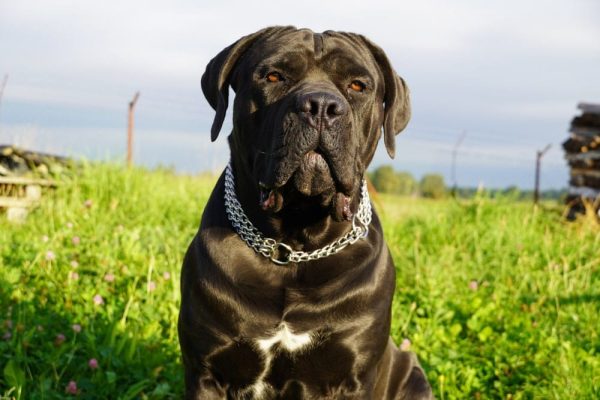 Black Bullmastiff