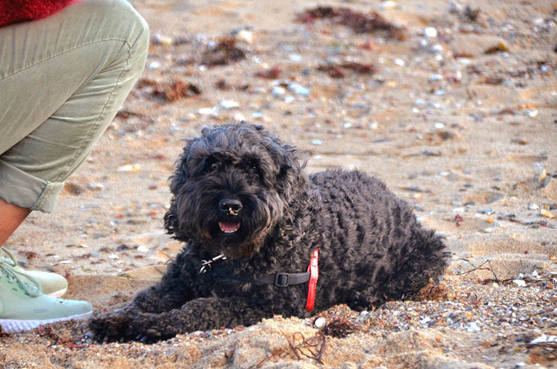 Black Cockapoo