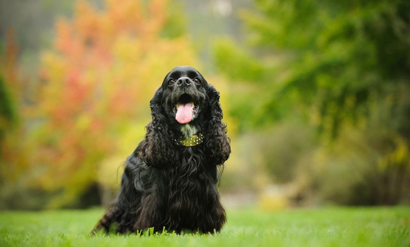 Black Cocker Spaniel