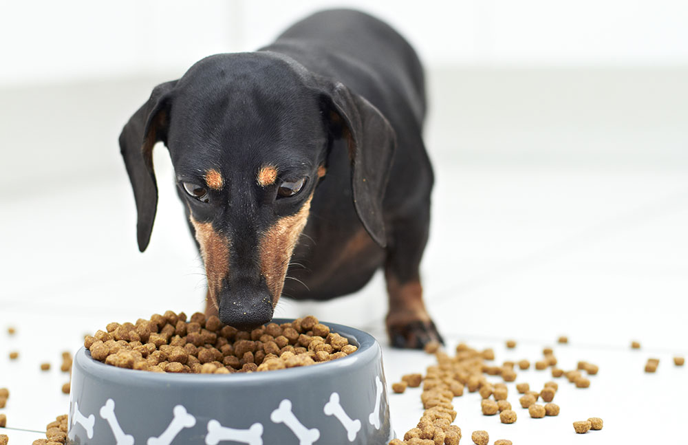 Black Dachshund dog guarding and eating food