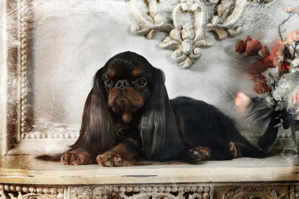 Black English Toy Spaniel