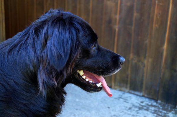 Black Golden Retriever side view