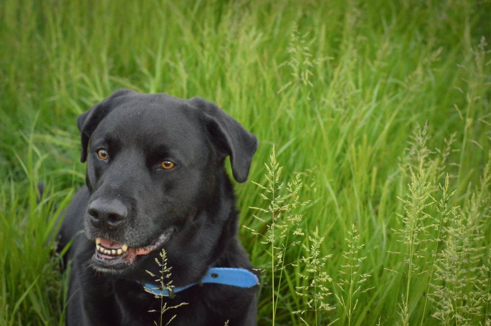 Black Labrabull in grass