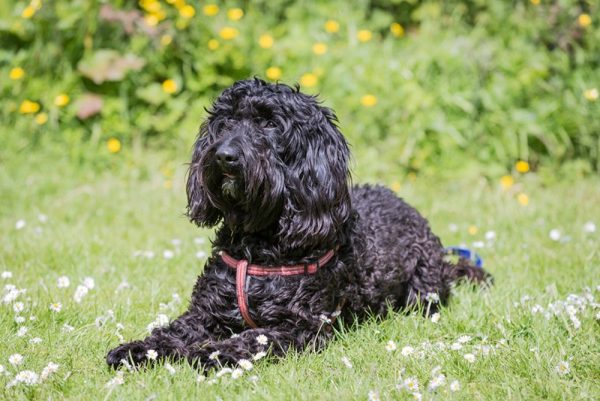 Black Labradoodle