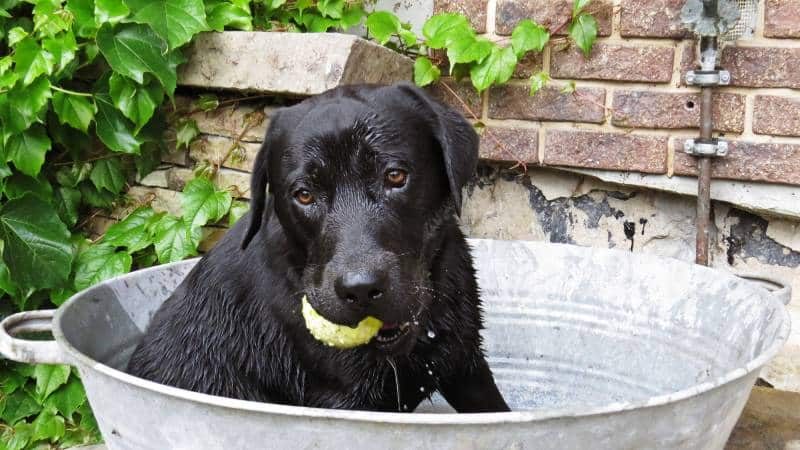 Black Labrador Dog Sitting in a Metal Bath Tub Bucket with Tennis Ball Ready and Challenging to Play