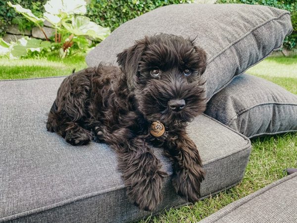 Black Miniature Schnauzer