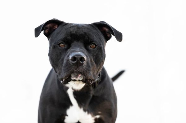 Black Pitbull dog