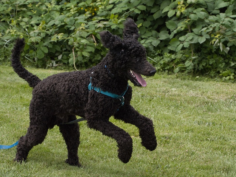 Black Poodle Playing