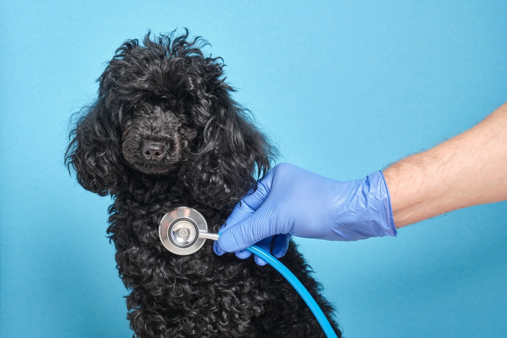 Black Toy Poodle at the vet
