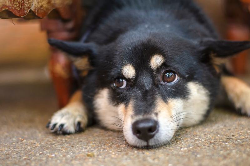 Black Sesame Shiba Inu dog lying on the floor
