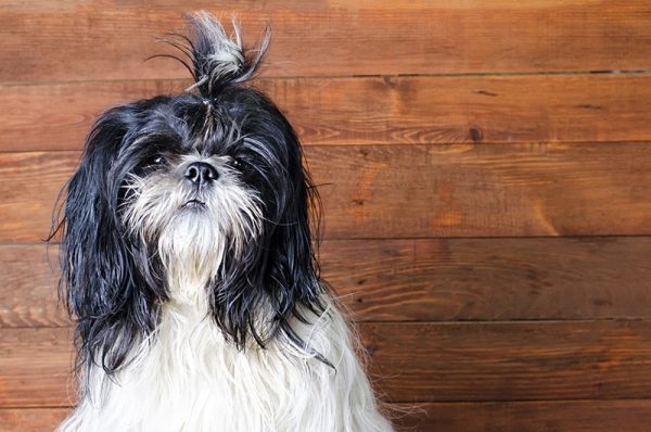 Black and White Shih Tzu