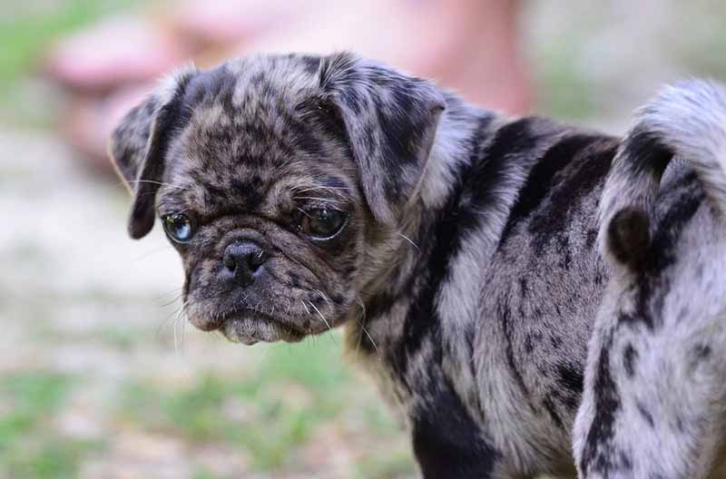 Black and grey Merle pug puppy with one blue