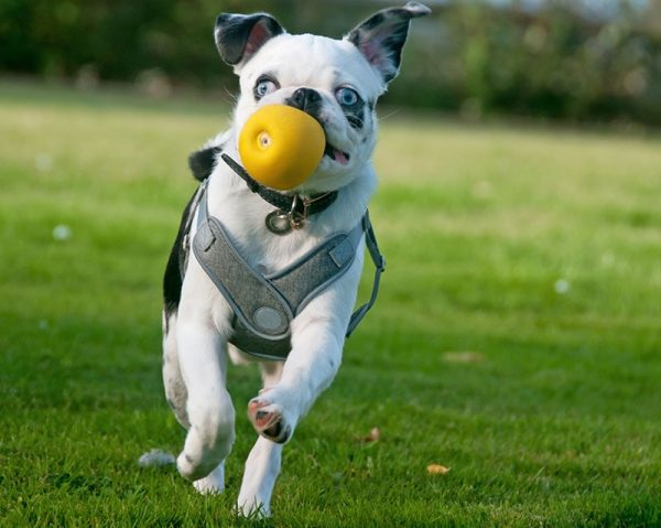 Black and white Panda Pug fetching a yellow ball