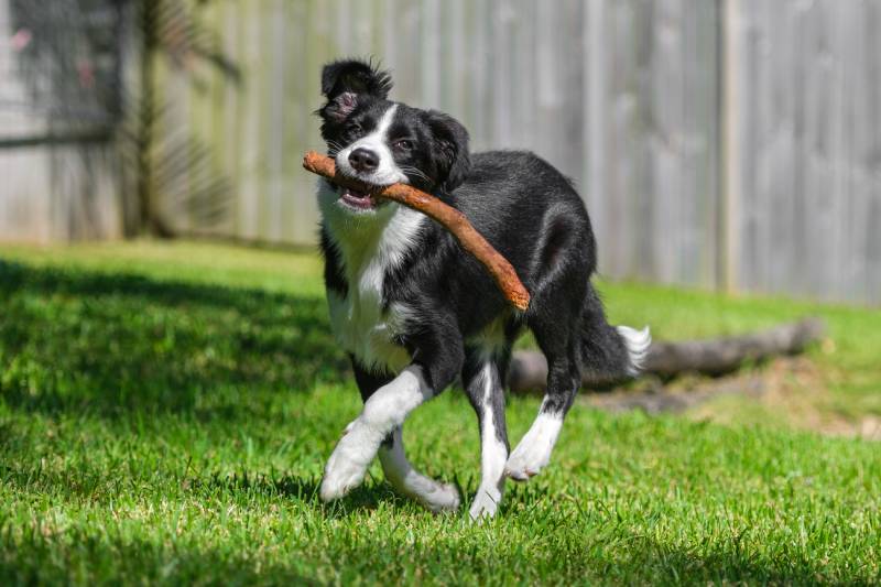 Black and white border collie puppy running on the grass playing fetch